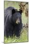 Black Bear (Ursus Americanus), Yellowstone National Park, Wyoming, United States of America-James Hager-Mounted Photographic Print