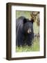 Black Bear (Ursus Americanus), Yellowstone National Park, Wyoming, United States of America-James Hager-Framed Photographic Print