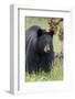 Black Bear (Ursus Americanus), Yellowstone National Park, Wyoming, United States of America-James Hager-Framed Photographic Print