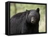 Black Bear (Ursus Americanus), Yellowstone National Park, Wyoming, USA, North America-James Hager-Framed Stretched Canvas