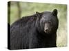 Black Bear (Ursus Americanus), Yellowstone National Park, Wyoming, USA, North America-James Hager-Stretched Canvas