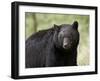 Black Bear (Ursus Americanus), Yellowstone National Park, Wyoming, USA, North America-James Hager-Framed Photographic Print