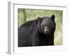 Black Bear (Ursus Americanus), Yellowstone National Park, Wyoming, USA, North America-James Hager-Framed Photographic Print