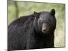 Black Bear (Ursus Americanus), Yellowstone National Park, Wyoming, USA, North America-James Hager-Mounted Photographic Print