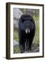 Black Bear (Ursus americanus), Yellowstone National Park, Wyoming, USA, North America-James Hager-Framed Photographic Print