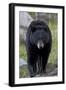 Black Bear (Ursus americanus), Yellowstone National Park, Wyoming, USA, North America-James Hager-Framed Photographic Print