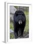 Black Bear (Ursus americanus), Yellowstone National Park, Wyoming, USA, North America-James Hager-Framed Photographic Print