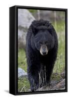 Black Bear (Ursus americanus), Yellowstone National Park, Wyoming, USA, North America-James Hager-Framed Stretched Canvas