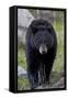 Black Bear (Ursus americanus), Yellowstone National Park, Wyoming, USA, North America-James Hager-Framed Stretched Canvas