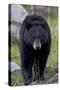 Black Bear (Ursus americanus), Yellowstone National Park, Wyoming, USA, North America-James Hager-Stretched Canvas