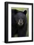 Black Bear (Ursus Americanus), Yellowstone National Park, Wyoming-James Hager-Framed Photographic Print