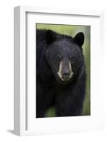 Black Bear (Ursus Americanus), Yellowstone National Park, Wyoming-James Hager-Framed Photographic Print