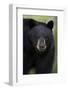 Black Bear (Ursus Americanus), Yellowstone National Park, Wyoming-James Hager-Framed Photographic Print