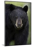 Black Bear (Ursus Americanus), Yellowstone National Park, Wyoming-James Hager-Mounted Photographic Print