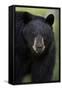 Black Bear (Ursus Americanus), Yellowstone National Park, Wyoming-James Hager-Framed Stretched Canvas