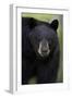 Black Bear (Ursus Americanus), Yellowstone National Park, Wyoming-James Hager-Framed Photographic Print