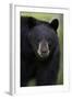 Black Bear (Ursus Americanus), Yellowstone National Park, Wyoming-James Hager-Framed Photographic Print