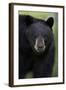 Black Bear (Ursus Americanus), Yellowstone National Park, Wyoming-James Hager-Framed Photographic Print