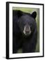 Black Bear (Ursus Americanus), Yellowstone National Park, Wyoming-James Hager-Framed Photographic Print