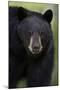 Black Bear (Ursus Americanus), Yellowstone National Park, Wyoming-James Hager-Mounted Photographic Print