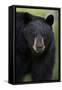 Black Bear (Ursus Americanus), Yellowstone National Park, Wyoming-James Hager-Framed Stretched Canvas