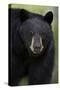 Black Bear (Ursus Americanus), Yellowstone National Park, Wyoming-James Hager-Stretched Canvas