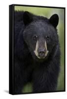 Black Bear (Ursus Americanus), Yellowstone National Park, Wyoming-James Hager-Framed Stretched Canvas