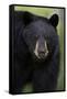 Black Bear (Ursus Americanus), Yellowstone National Park, Wyoming-James Hager-Framed Stretched Canvas