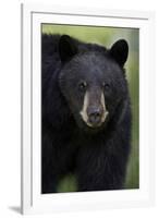 Black Bear (Ursus Americanus), Yellowstone National Park, Wyoming-James Hager-Framed Photographic Print