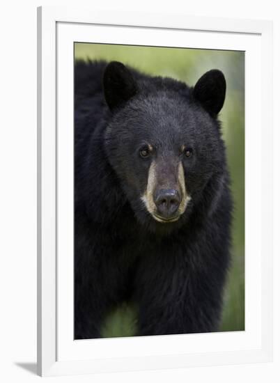 Black Bear (Ursus Americanus), Yellowstone National Park, Wyoming-James Hager-Framed Photographic Print