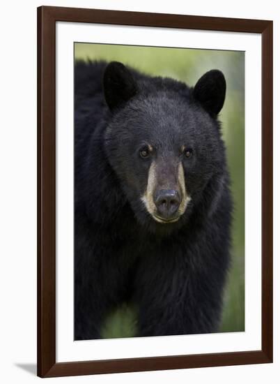 Black Bear (Ursus Americanus), Yellowstone National Park, Wyoming-James Hager-Framed Photographic Print