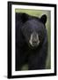 Black Bear (Ursus Americanus), Yellowstone National Park, Wyoming-James Hager-Framed Photographic Print