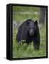 Black Bear (Ursus Americanus)-James Hager-Framed Stretched Canvas