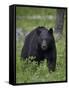 Black Bear (Ursus Americanus)-James Hager-Framed Stretched Canvas