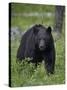 Black Bear (Ursus Americanus)-James Hager-Stretched Canvas