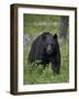 Black Bear (Ursus Americanus)-James Hager-Framed Photographic Print