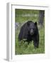 Black Bear (Ursus Americanus)-James Hager-Framed Photographic Print