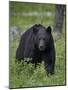 Black Bear (Ursus Americanus)-James Hager-Mounted Photographic Print