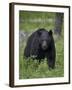 Black Bear (Ursus Americanus)-James Hager-Framed Photographic Print