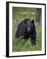 Black Bear (Ursus Americanus)-James Hager-Framed Photographic Print