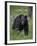 Black Bear (Ursus Americanus)-James Hager-Framed Photographic Print