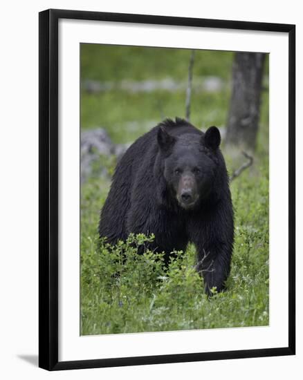 Black Bear (Ursus Americanus)-James Hager-Framed Photographic Print