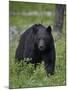 Black Bear (Ursus Americanus)-James Hager-Mounted Photographic Print