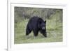 Black Bear (Ursus Americanus)-James-Framed Photographic Print