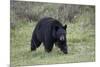 Black Bear (Ursus Americanus)-James-Mounted Photographic Print