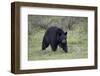 Black Bear (Ursus Americanus)-James-Framed Photographic Print