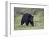 Black Bear (Ursus Americanus)-James-Framed Photographic Print