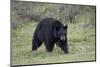 Black Bear (Ursus Americanus)-James-Mounted Photographic Print