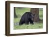 Black Bear (Ursus Americanus)-James-Framed Photographic Print