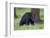 Black Bear (Ursus Americanus)-James-Framed Photographic Print